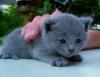 blauer Kartäuser/ BKH Kater zu verkaufen