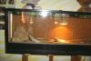 Terrarium mit Bartagamen zu verkaufen