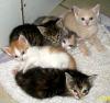 Katzenwelpen Maikatzen,  bunt,  rot,  gelb