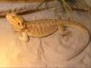 5 Farbbartagamen abzugeben   Subadult, Adult