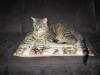 Notfall Jamie! Tigerkater wird gemoppt!