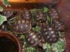 Geochelone carbonaria,  köhlenbrander schildkröten
