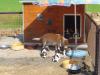 Beagle Welpen mit Ahnentafen Eu ausweis und Chip