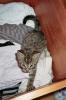 Süßer Kater sucht zum 12.07.08 neues Zuhause