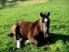 Biete Reitbeteiligung an 100% Verlasspferd PLZ 07381