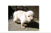 NUR NOCH 2 LABRADOR WELPEN ABZUG.1RÜDE & 1HÜNDIN