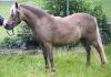 Classic-Pony Stute Liberty abzugeben !