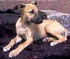 Whippet Hündin,  sand,  Familienhund,  Windhund
