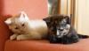 BKH & Selkirk Rex Katzenbabys 12 Wochen 200, 00 Euro zu Verkaufen