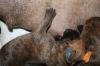 Deutsche Doggen Welpen