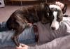 10 Jährige Pitbull Mischlingshündin abzugeben.