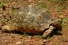 pardalis/ Radiata/ Gigantea/ Sulcata fur verkauf