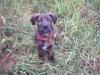 Labrador-Boxer Mix