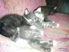 kleine baby katzen