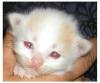 Türkisch Van Katzenbabys abzugeben