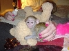 Kapuziner Affe zum Verkauf