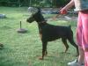 Dobermann / hündin voll kupiert sucht dringen neues zu hause
