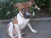 4-Monate alter Welpe sucht neues Zuhause