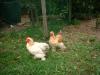 Zwei Zwerg-Cochin Hähnchen aus April 2008 zu verschenken