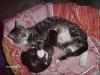 Süße kleine Katzenbabys zu verschenken