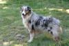 Australian Shepherd Zuchthündin FCI/ ASCA Papiere abzugeben