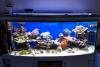 500L Meerwasseraquarium komplett mit Korallen nur 870,  - VB