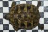Landschildkröten aus Hobbyzucht Solingen