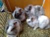 Kleine,  wuschelige Kaninchen abzugeben