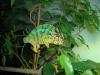 Furcifer pardalis Nosy Mitsio nachzuchten