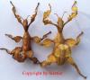 Extatosoma tiaratum 6 Tiere/ 10 Euro
