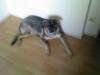 Lieber Schäfer-Husky-Mix 2Jahre