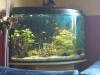  	 Panorama-Eckaquarium 210 L Komplett,  mit Besatz ( VHB!!!)
