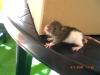 Rattenbabys suchen ein neues Zuhause