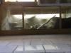 Terrarium in XXL B1, 80  H0.70  T  0, 69
