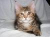 Anhängliches,  freches Maine Coon-Mädchen