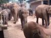 Bieten geführte Rundreisen durch  Sri Lanka an, 