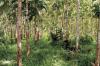 Waldgrundstück /  Forstgrundstück in Panama ab 1.000 m2 kaufen