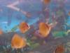 Verkaufe junge Diskus-Fische,  Rot-Türkis