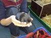 Zwergkaninchenbabys