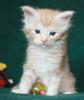 zauberhafte Maine Coon Kitten