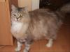Süße Perse Kater