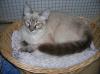 Phönix,  Siam-Mix-Kater sucht sein Happy-End!