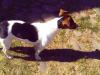 Jack Russel Hündin