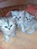 3 Süße Perserkaterchen geb. am 09.Juni 2008 suchen bald ein neues Zuhause