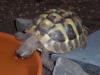 Suche Thb NZ 05 als Zweittier