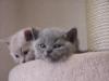 Tolle typvolle BKH-Babies in silver-tabby,  blue u. lilac
