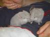 chinchilla nachwuchs in liebevolle hände abzugeben