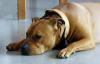 liebesbedürftiger Traum(listen)hund braucht Hilfe!