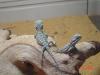 pogona henrylawsoni jungtiere