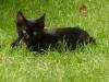 schwarze Katze,  12 Wochen